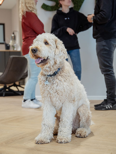 Süßer Hund, der im Büroflur liegt