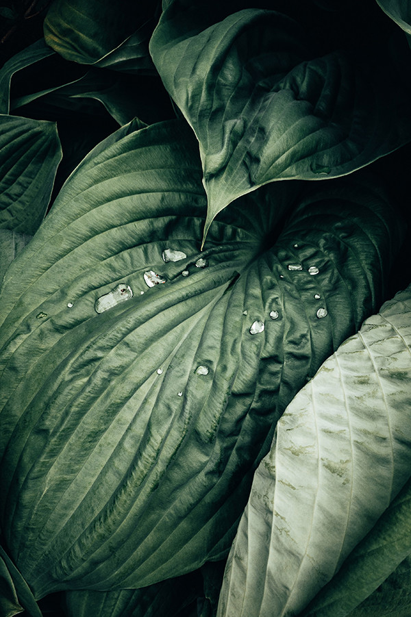 Green leaf with water drops