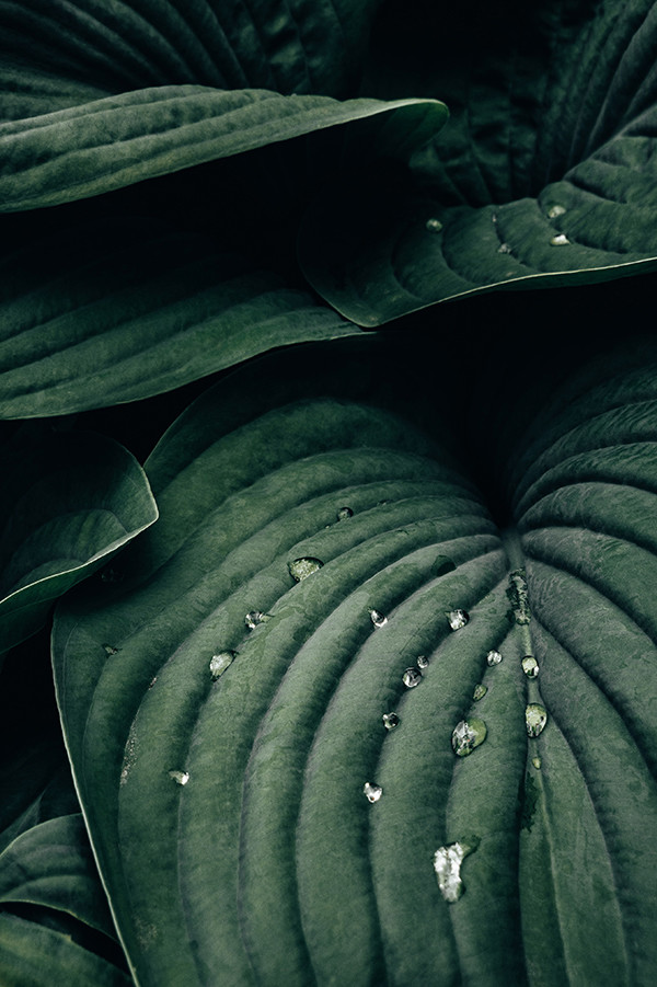 Hoja verde con gotas de agua