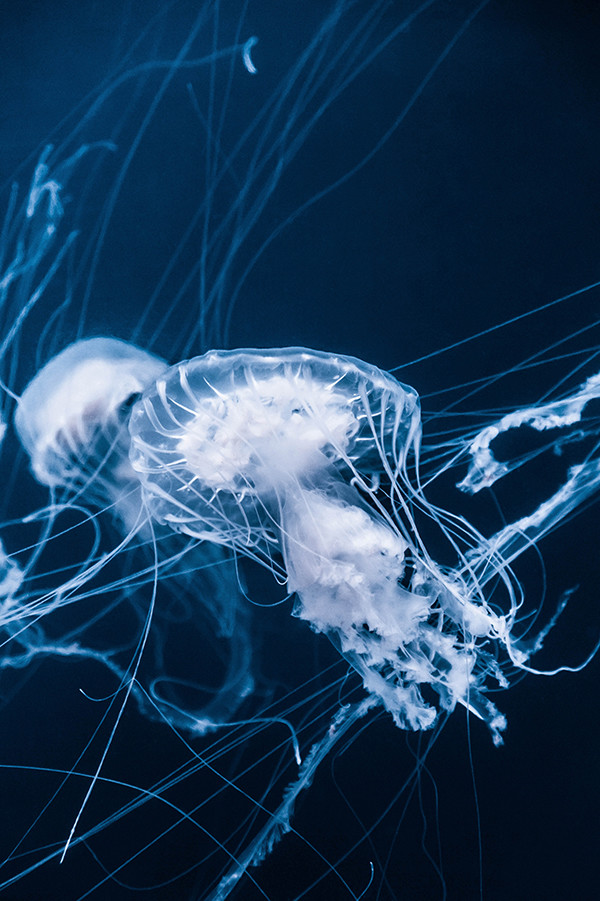 Underwater photo of a jellyfish in front of a blue background