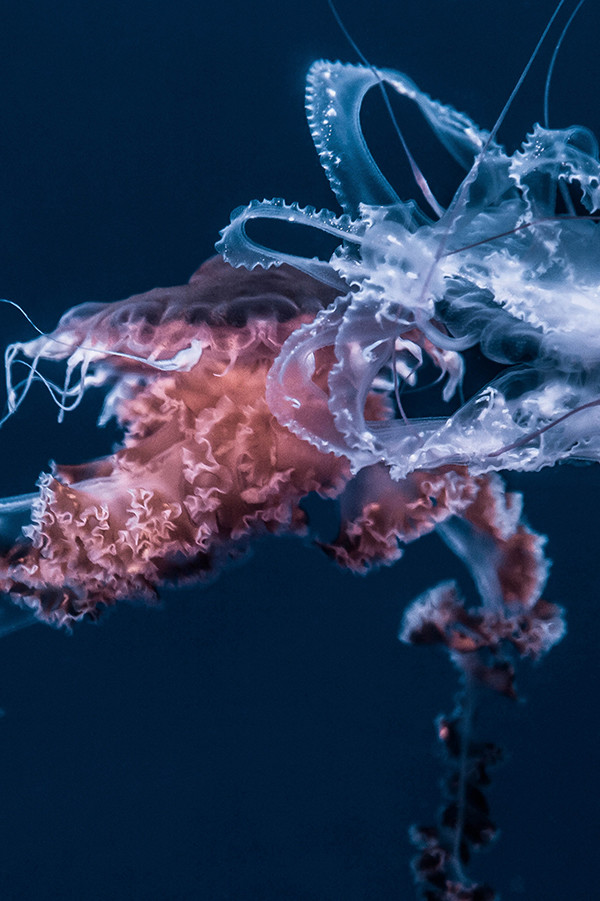 Unterwasseraufnahme einer Qualle auf Blauem Hintergrund